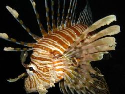 Lion fish on a night dive in the Red Sea. Taken with norm... by Steven Withofs 